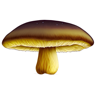 蘑菇插画素材下载