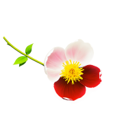 牡丹插画素材花卉绘画作品
