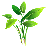 花卉与植物插画素材