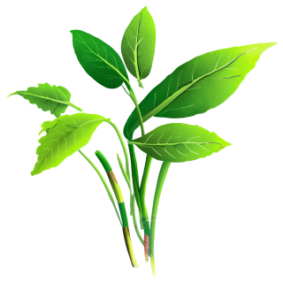 花卉与植物插画素材