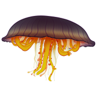 水母插画素材