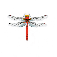 蜻蜓插画素材