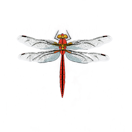 蜻蜓插画素材