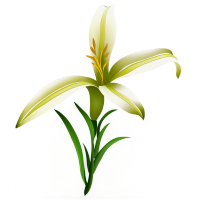 Lily插图素材