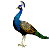 孔雀插图素材