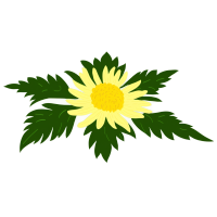 菊花插画素材