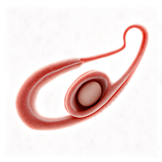 插画设计元素PNG图形素材