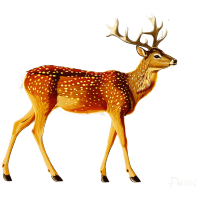 鹿插画素材