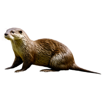 Otter插图素材