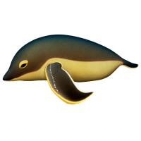 海洋动物插图素材