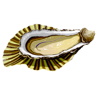 蚝子插画收藏