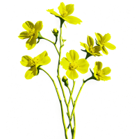 唯美油菜花插画