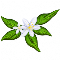 茉莉花插画素材