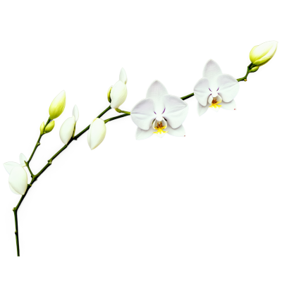 线描透明背景兰花素材