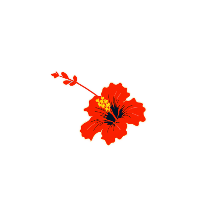 线条艺术风格的无背景木槿花插画素材