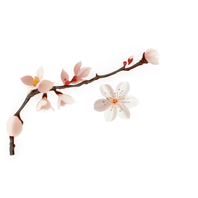 粉色透明背景下的杏花素材