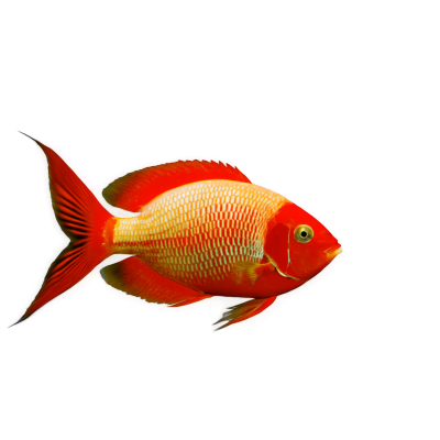 孤立的红鹦鹉鱼在透明背景的水族箱中
