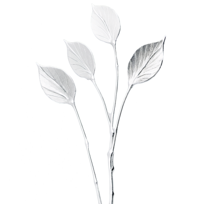 白色背景下的假银莲花枝