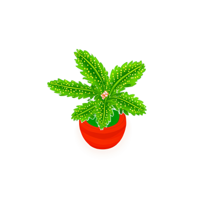 无背景的时尚米兰达多肉植物素材