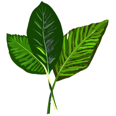 马兰科斯塞亚植物的热带叶子插图