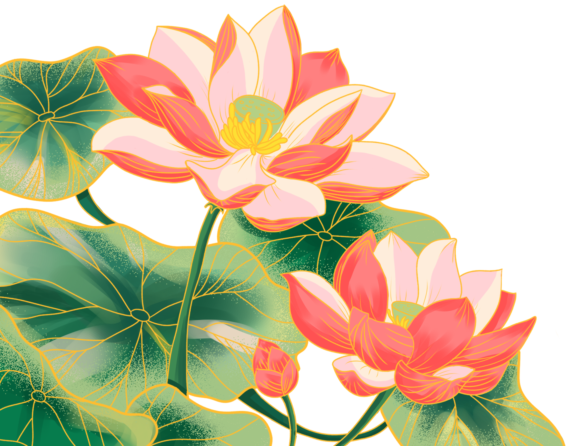 荷花插画图片大全怎么画？