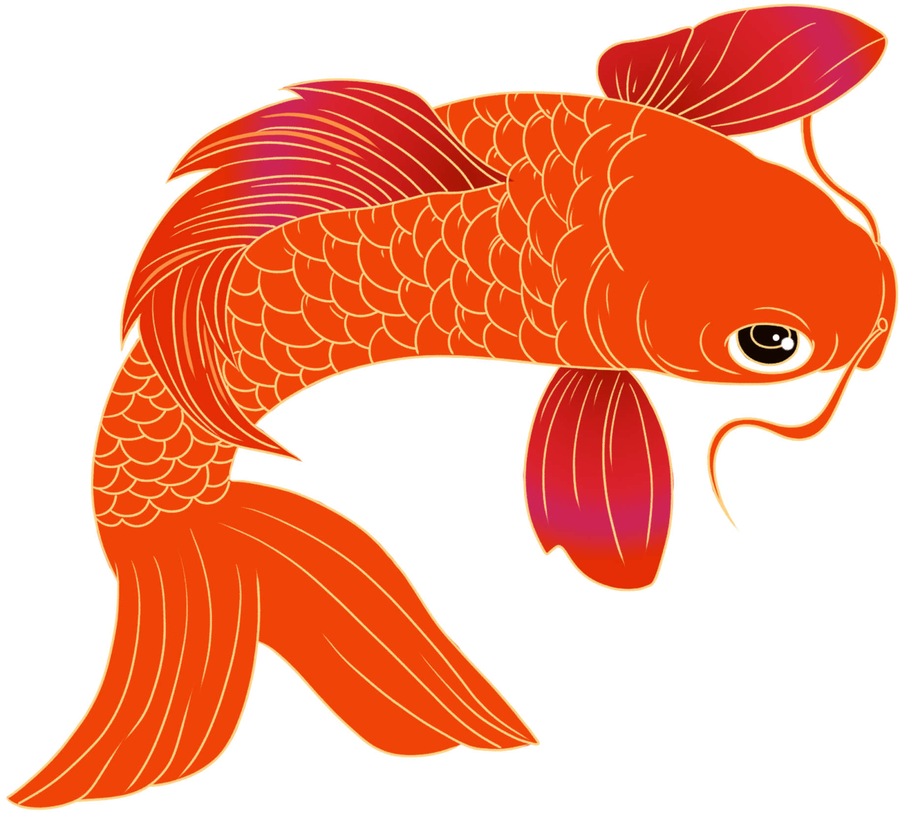 锦鲤 插画制作步骤！