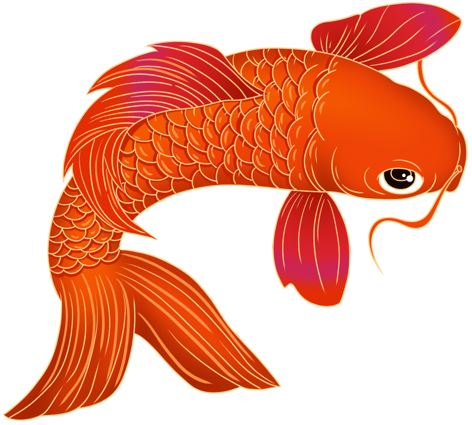 锦鲤 插画制作步骤！