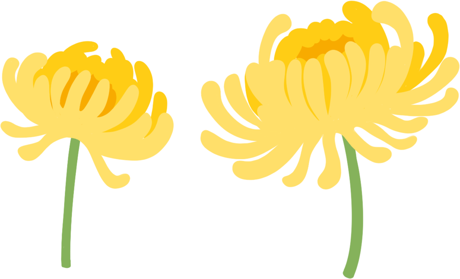 菊花图片插画素材怎样画？