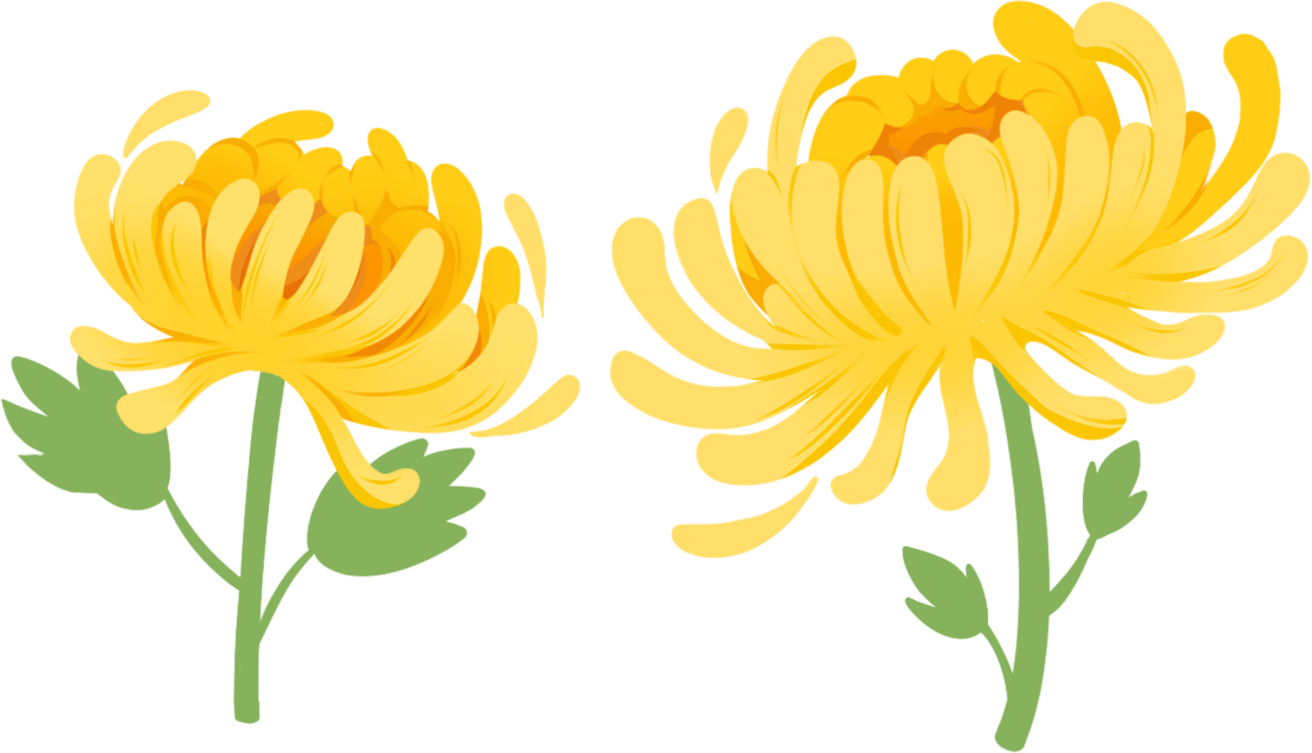 菊花图片插画素材怎样画？