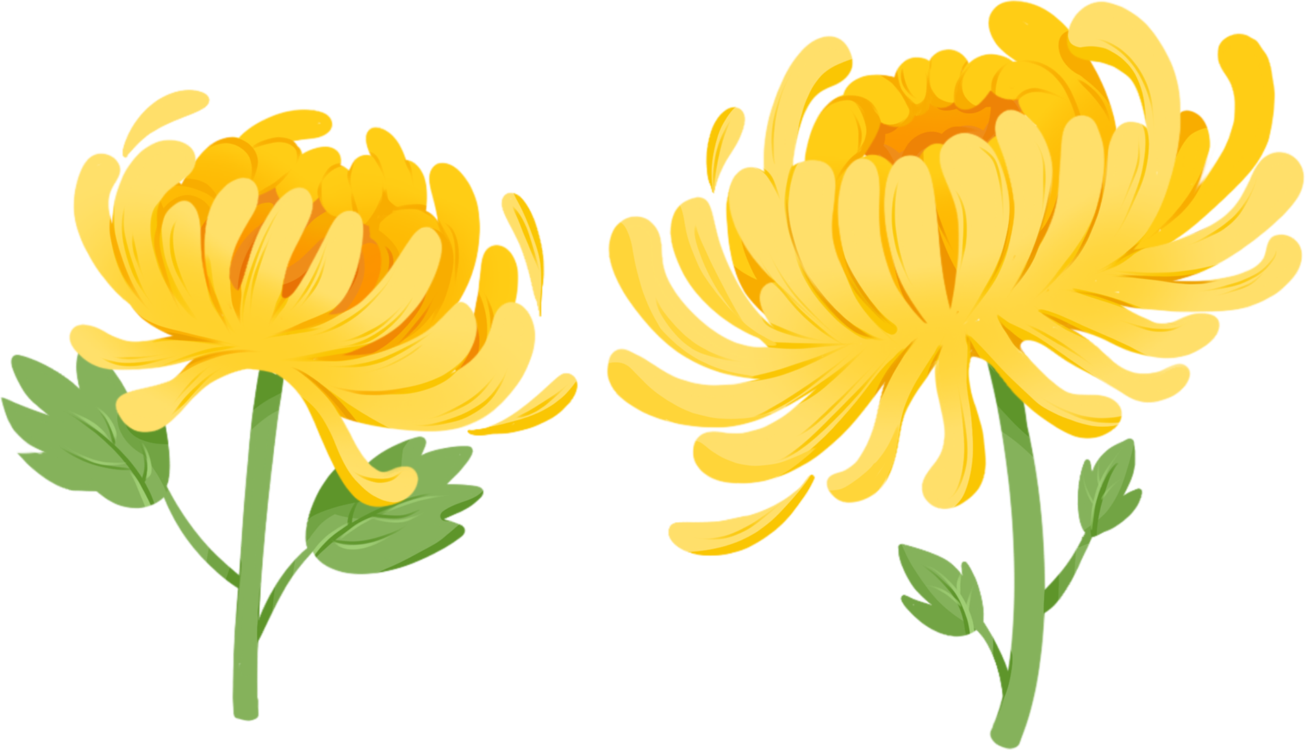 菊花图片插画素材怎样画？