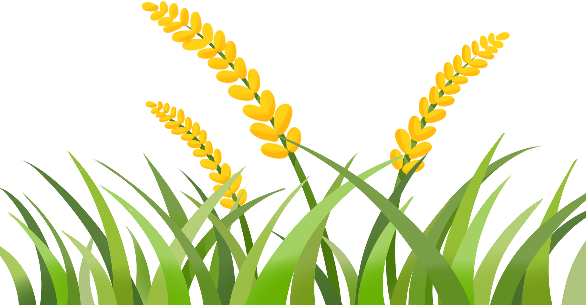 小麦田图片插画素材制作步骤!