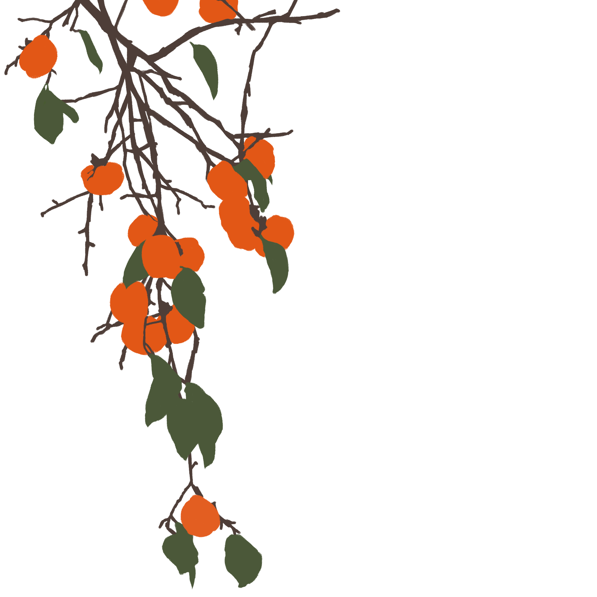 柿子树图片素材高清制作技巧!