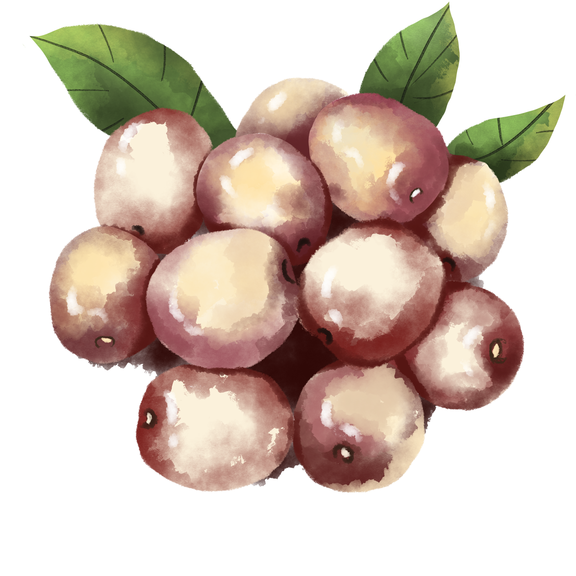 冬枣图片素材高清制作技巧！