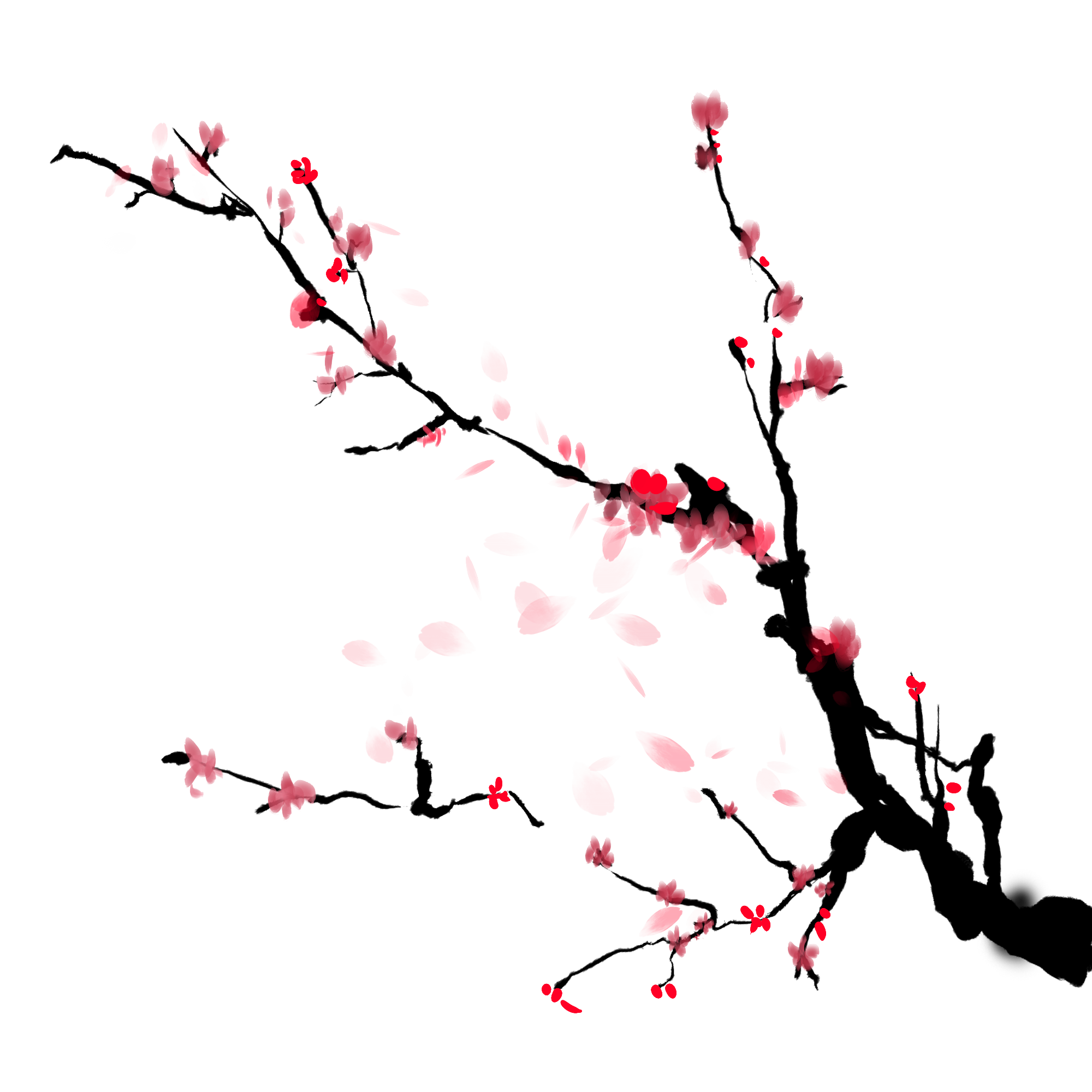 梅花图片绘画图片怎样画？