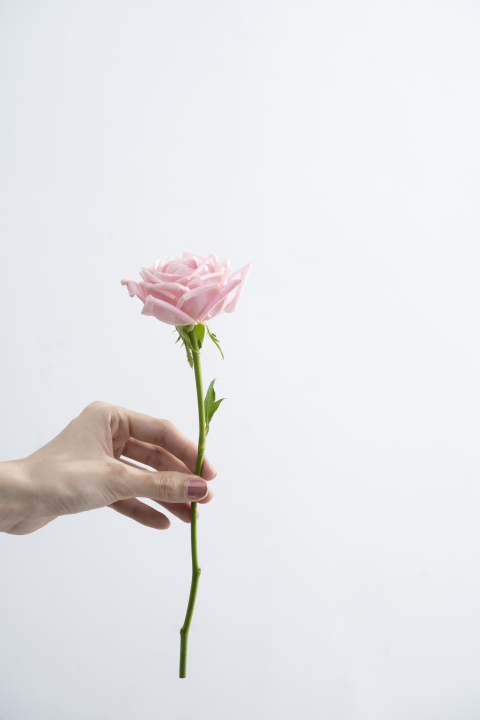 单只粉色玫瑰花手持简约竖图版权图片下载