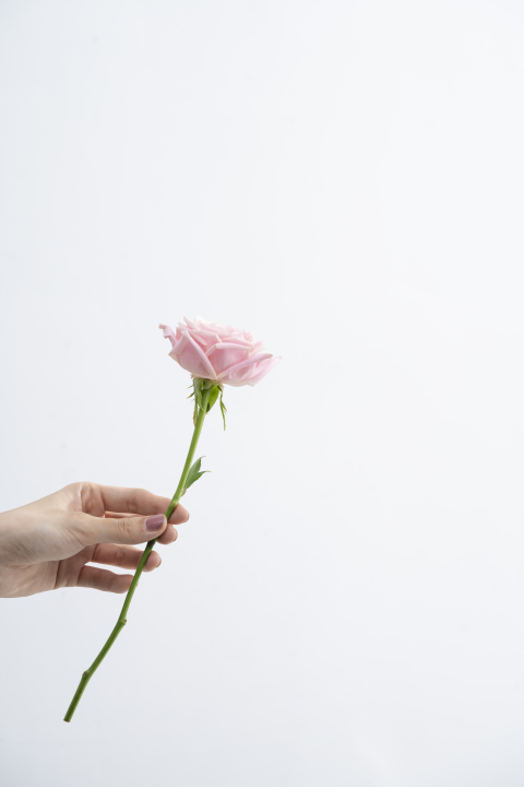 简约单只粉色玫瑰花手持竖图版权图片下载