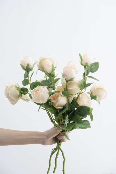 淡黄色玫瑰鲜花手持竖图版权图片下载