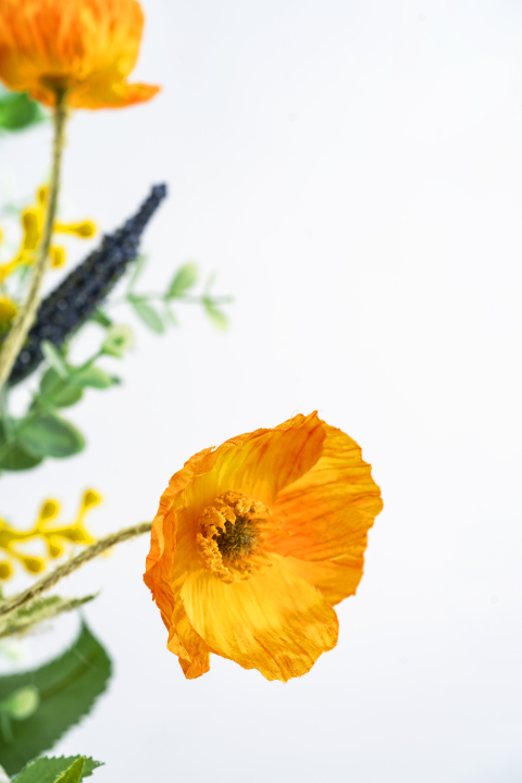 橙黄色虞美人鲜花特写竖图版权图片下载