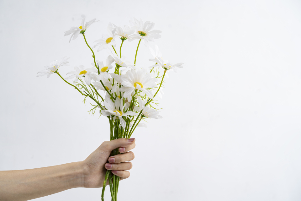 干净纯洁手持白色小雏菊横图