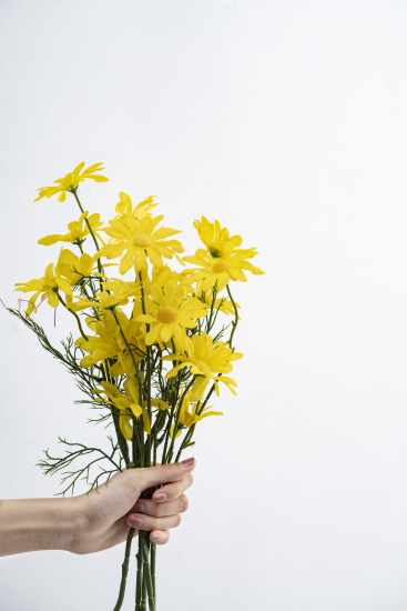 手持黄色小雏菊鲜花竖图
