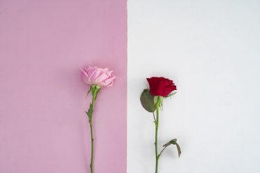 左右粉白双色红粉玫瑰横图