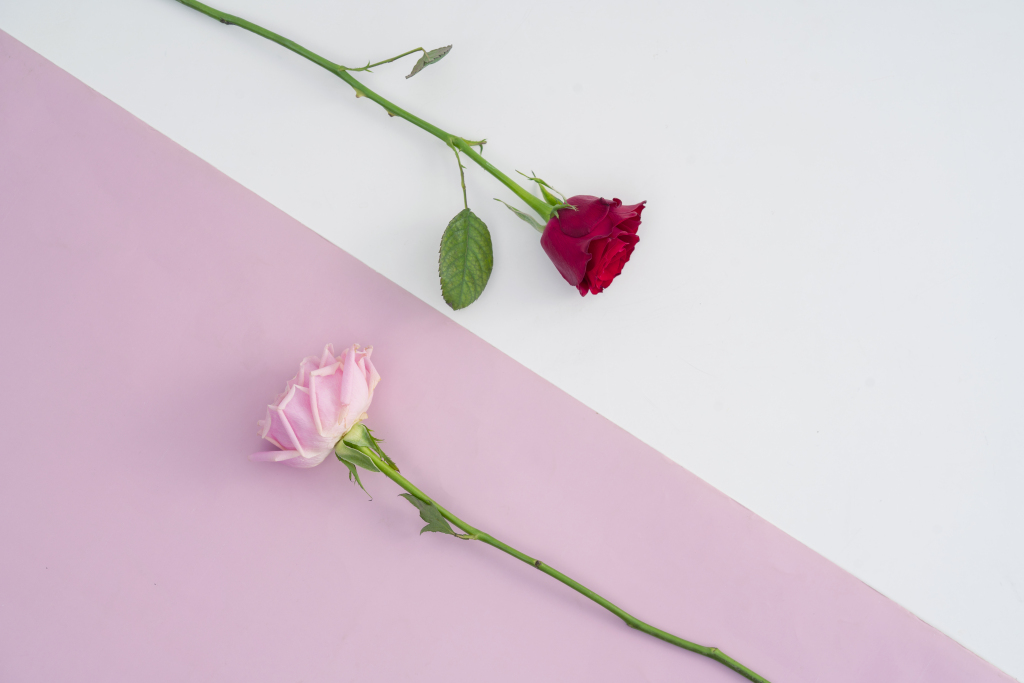 对角粉白双色红粉玫瑰花横图版权图片下载