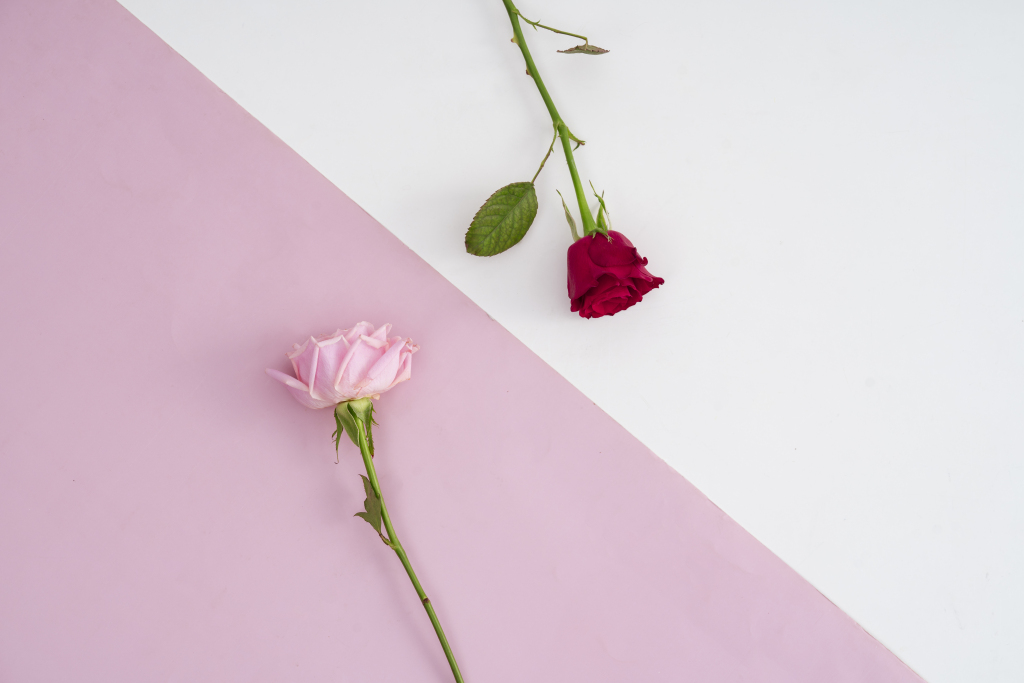 倾斜对角粉白双色粉红玫瑰花横图版权图片下载