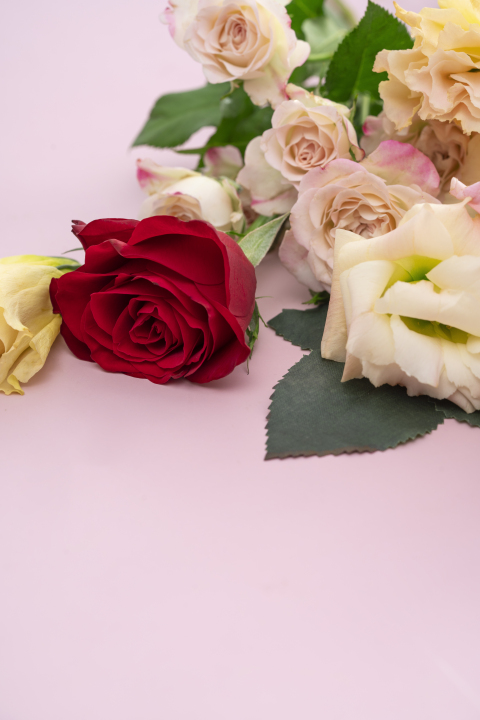 红粉玫瑰花鲜花近景竖图版权图片下载