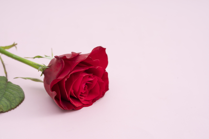 单只红色玫瑰花粉色背景横图版权图片下载