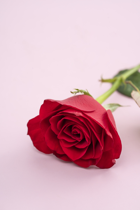粉色背景近景红玫瑰竖图版权图片下载