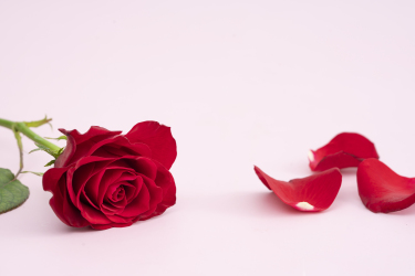单只红色玫瑰花花瓣横图