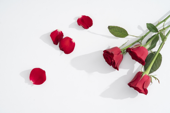 红色玫瑰花和花瓣阴影横图版权图片下载