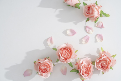 淡粉色玫瑰花和花瓣横图