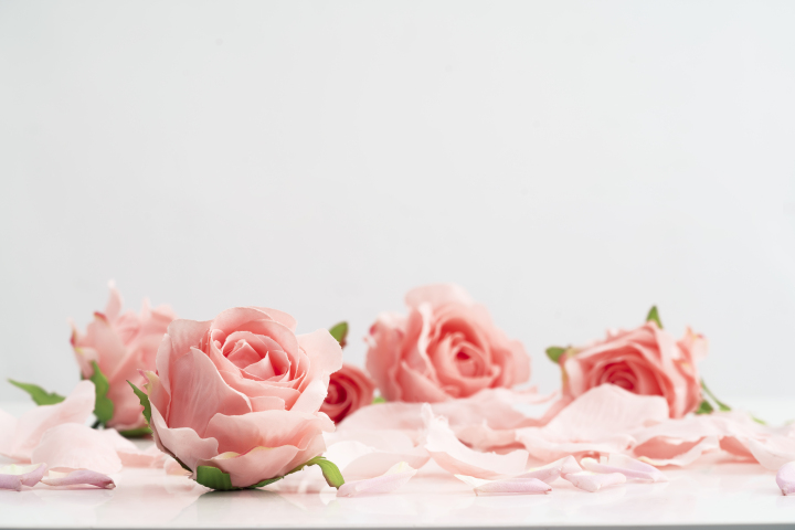 粉色玫瑰花花朵和花瓣横图版权图片下载